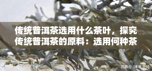 传统普洱茶选用什么茶叶，探究传统普洱茶的原料：选用何种茶叶？