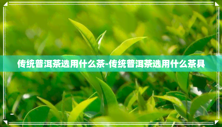 传统普洱茶选用什么茶-传统普洱茶选用什么茶具