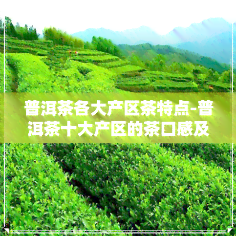 普洱茶各大产区茶特点-普洱茶十大产区的茶口感及特点!