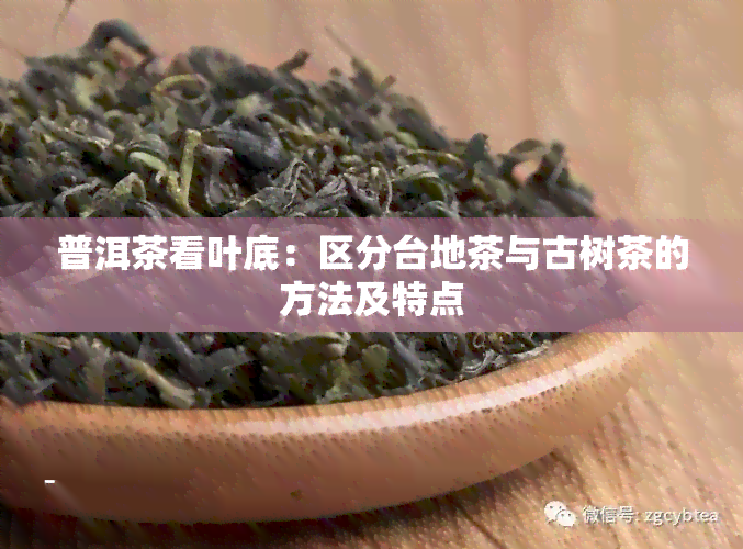 普洱茶看叶底：区分台地茶与古树茶的方法及特点