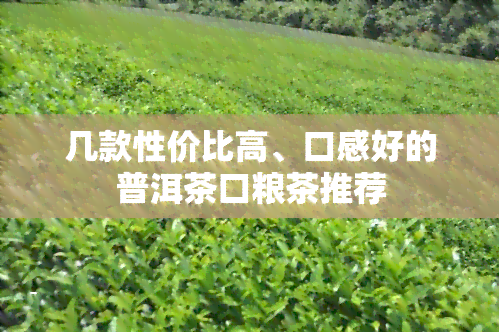 几款性价比高、口感好的普洱茶口粮茶推荐