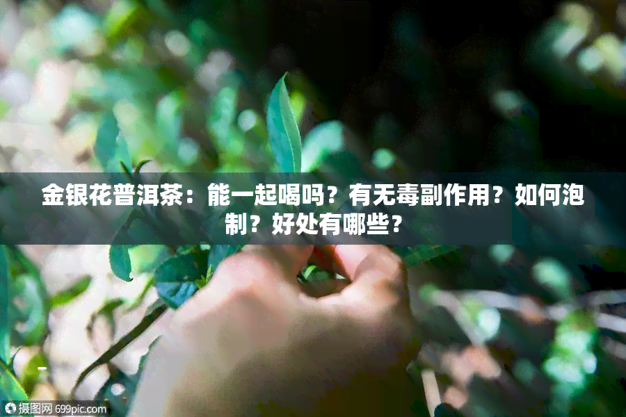 金银花普洱茶：能一起喝吗？有无副作用？如何泡制？好处有哪些？