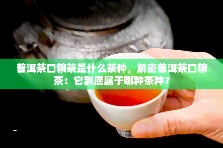 普洱茶口粮茶是什么茶种，解密普洱茶口粮茶：它到底属于哪种茶种？