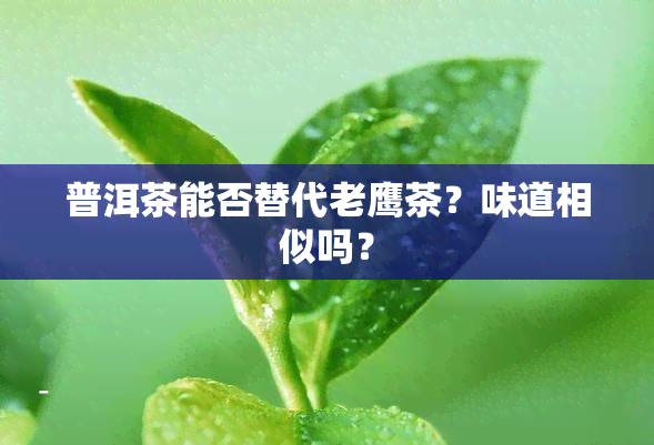 普洱茶能否替代老鹰茶？味道相似吗？