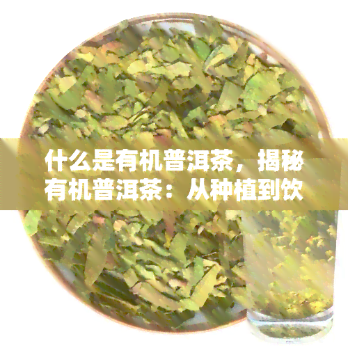 什么是有机普洱茶，揭秘有机普洱茶：从种植到饮用的全程解析