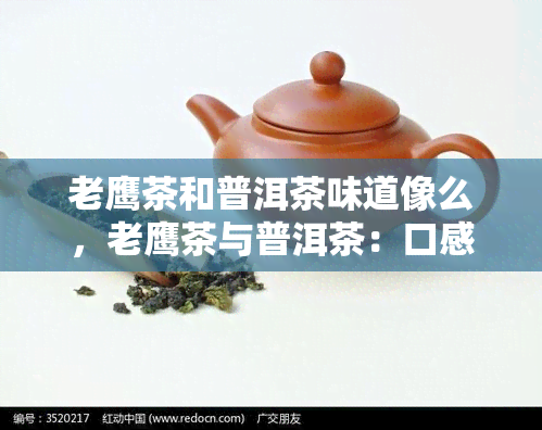 老鹰茶和普洱茶味道像么，老鹰茶与普洱茶：口感相似还是大相径庭？