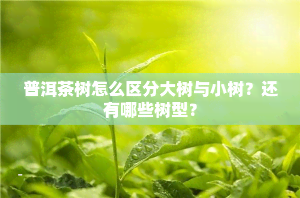 普洱茶树怎么区分大树与小树？还有哪些树型？