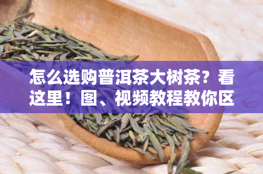 怎么选购普洱茶大树茶？看这里！图、视频教程教你区分大树与小树