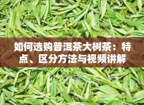 如何选购普洱茶大树茶：特点、区分方法与视频讲解