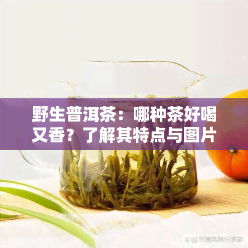 野生普洱茶：哪种茶好喝又香？了解其特点与图片