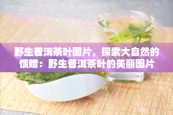 野生普洱茶叶图片，探索大自然的馈赠：野生普洱茶叶的美丽图片