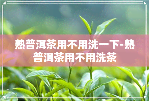 熟普洱茶用不用洗一下-熟普洱茶用不用洗茶