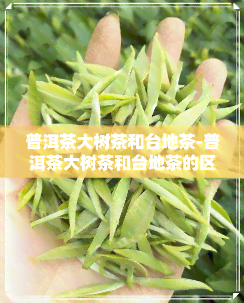 普洱茶大树茶和台地茶-普洱茶大树茶和台地茶的区别