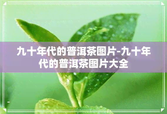 九十年代的普洱茶图片-九十年代的普洱茶图片大全