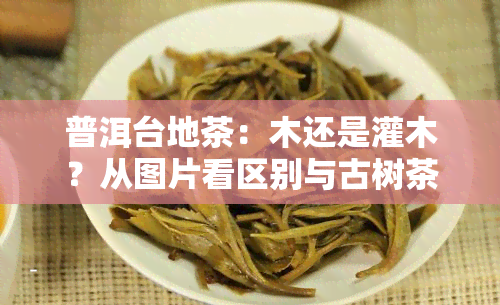 普洱台地茶：木还是灌木？从图片看区别与古树茶如何区分