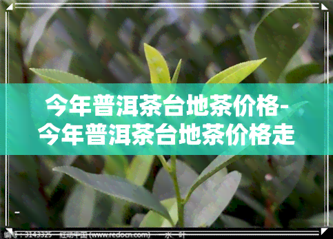 今年普洱茶台地茶价格-今年普洱茶台地茶价格走势