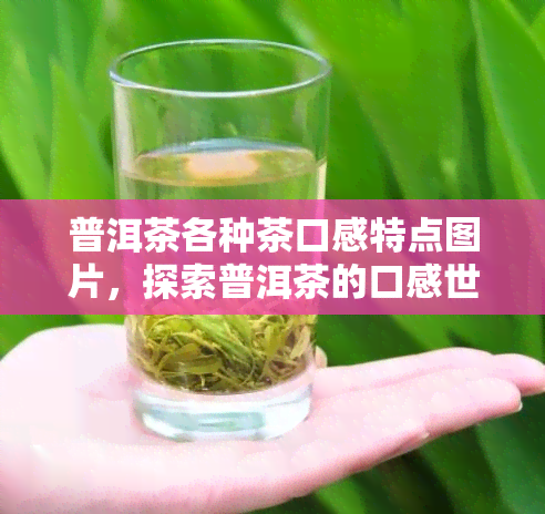 普洱茶各种茶口感特点图片，探索普洱茶的口感世界：不同种类的茶特色图片解析