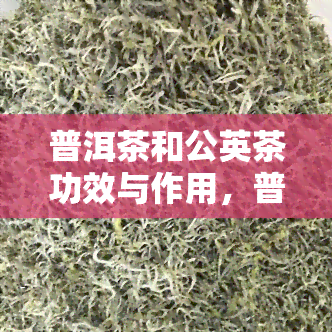 普洱茶和公英茶功效与作用，普洱茶与公英茶：功效与作用的全面解析