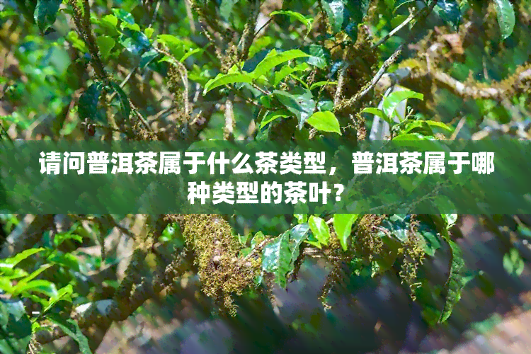 请问普洱茶属于什么茶类型，普洱茶属于哪种类型的茶叶？