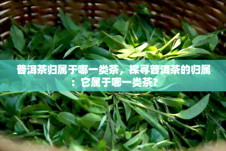 普洱茶归属于哪一类茶，探寻普洱茶的归属：它属于哪一类茶？