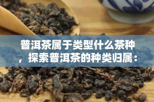 普洱茶属于类型什么茶种，探索普洱茶的种类归属：它属于哪种类型的茶种？