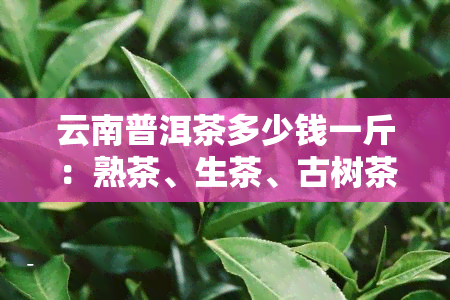 云南普洱茶多少钱一斤：熟茶、生茶、古树茶价格表及口感推荐