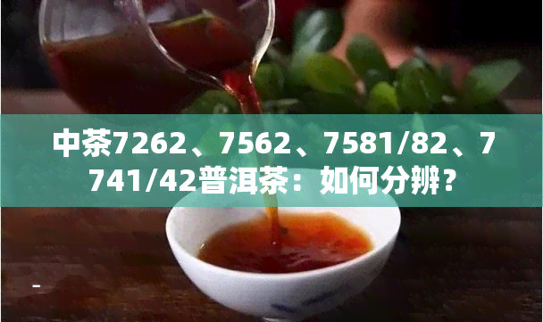 中茶7262、7562、7581/82、7741/42普洱茶：如何分辨？