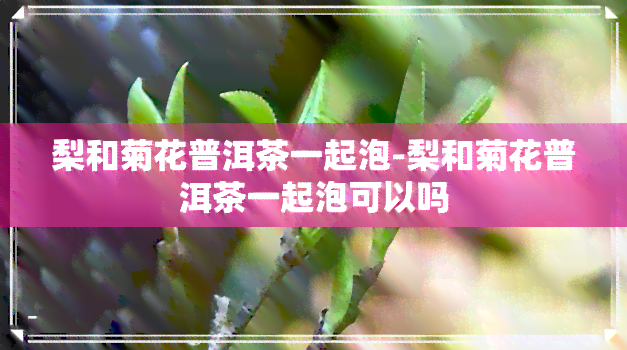 梨和菊花普洱茶一起泡-梨和菊花普洱茶一起泡可以吗