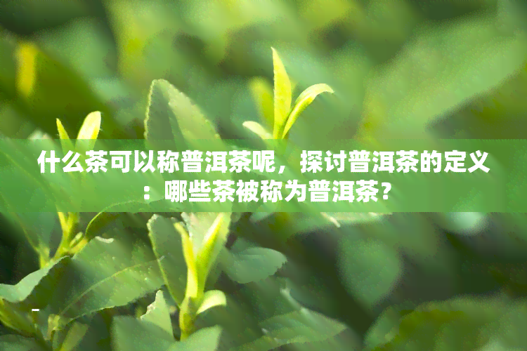 什么茶可以称普洱茶呢，探讨普洱茶的定义：哪些茶被称为普洱茶？