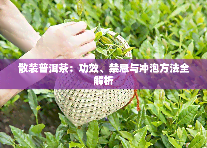 散装普洱茶：功效、禁忌与冲泡方法全解析