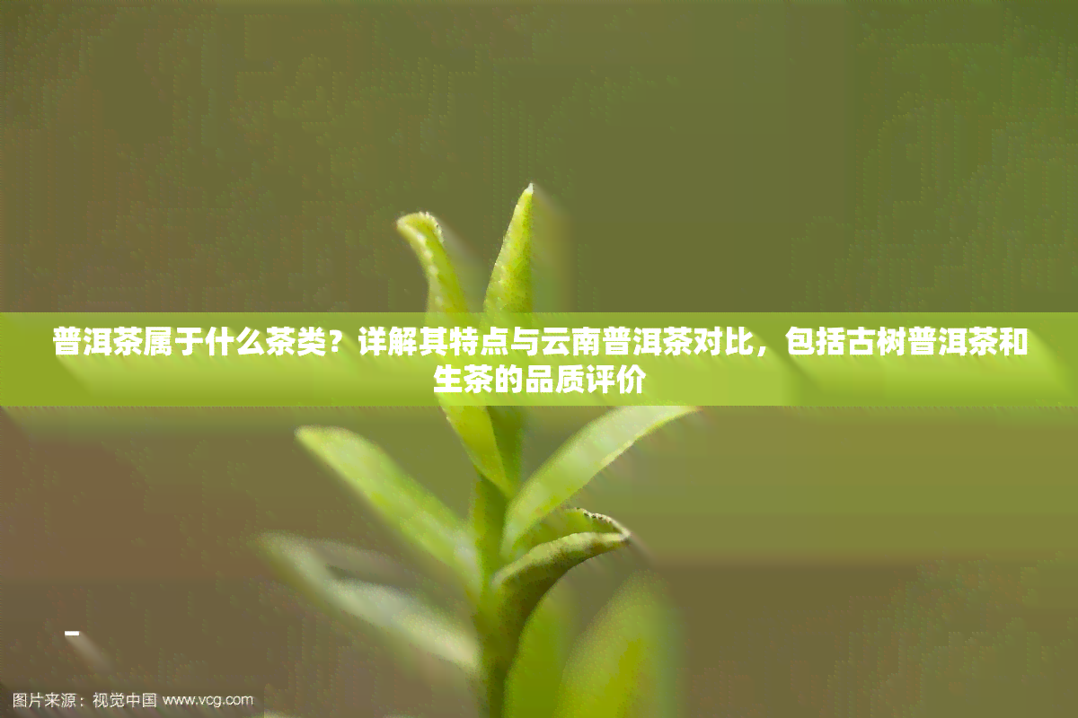 普洱茶属于什么茶类？详解其特点与云南普洱茶对比，包括古树普洱茶和生茶的品质评价