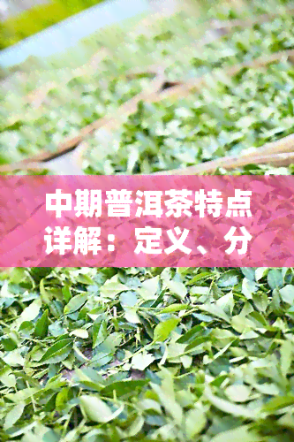 中期普洱茶特点详解：定义、分类与特点全面解析