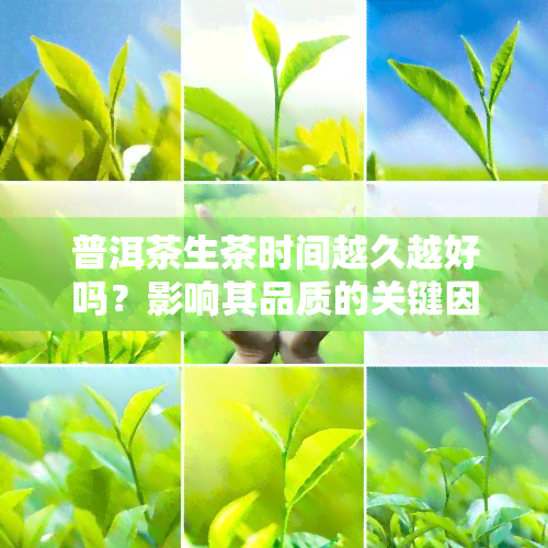 普洱茶生茶时间越久越好吗？影响其品质的关键因素是什么？