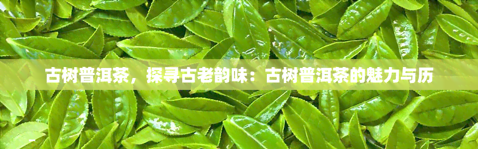 古树普洱茶，探寻古老韵味：古树普洱茶的魅力与历