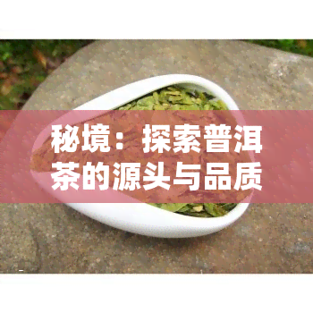 秘境：探索普洱茶的源头与品质，揭秘哪个山头的秘境普洱茶口感？附图片及价格一览