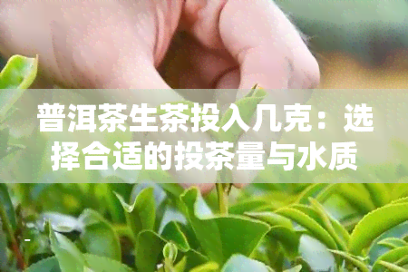 普洱茶生茶投入几克：选择合适的投茶量与水质