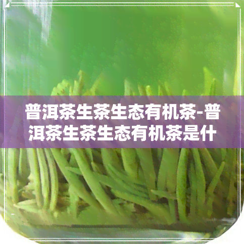 普洱茶生茶生态有机茶-普洱茶生茶生态有机茶是什么