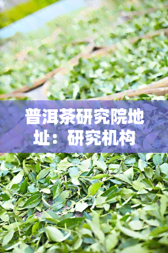 普洱茶研究院地址：研究机构介绍与茶品评价