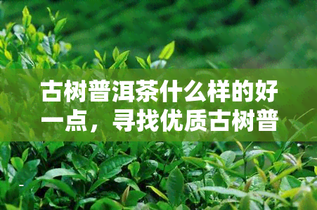 古树普洱茶什么样的好一点，寻找优质古树普洱茶的秘诀