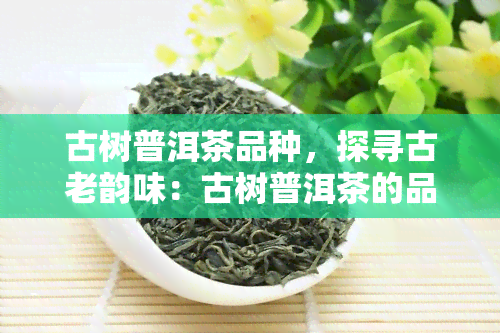 古树普洱茶品种，探寻古老韵味：古树普洱茶的品种与特点