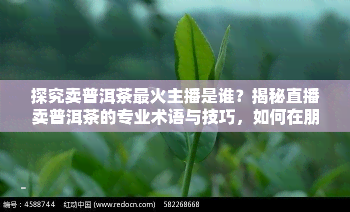 探究卖普洱茶最火主播是谁？揭秘直播卖普洱茶的专业术语与技巧，如何在朋友圈传卖普洱茶？