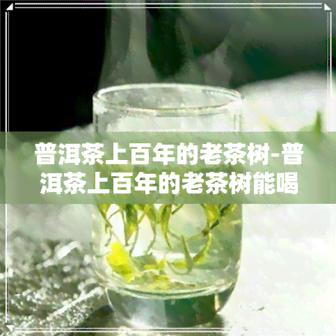 普洱茶上百年的老茶树-普洱茶上百年的老茶树能喝吗