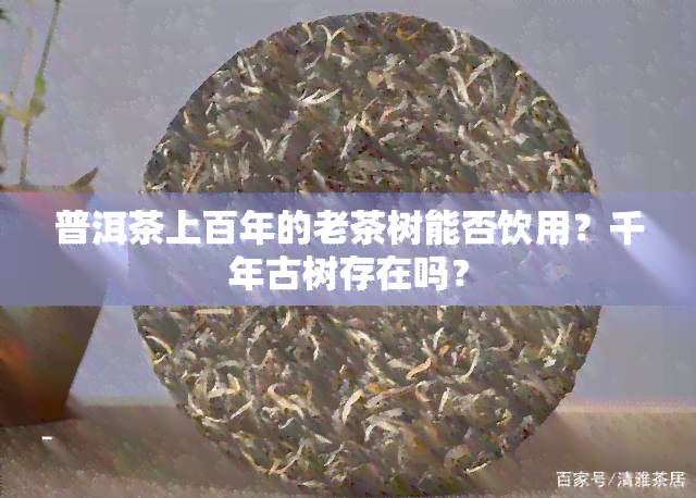 普洱茶上百年的老茶树能否饮用？千年古树存在吗？