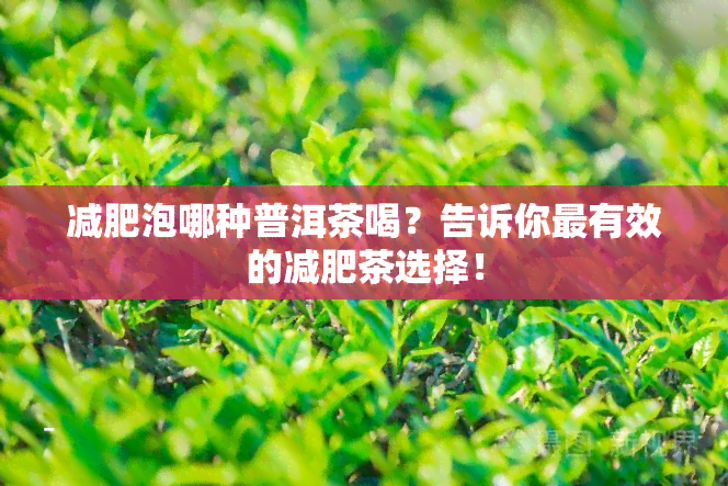 减肥泡哪种普洱茶喝？告诉你最有效的减肥茶选择！