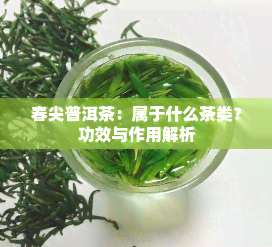 春尖普洱茶：属于什么茶类？功效与作用解析