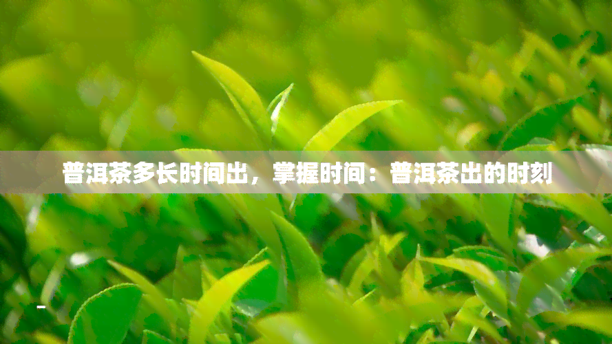 普洱茶多长时间出，掌握时间：普洱茶出的时刻