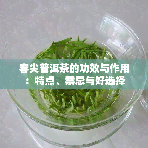 春尖普洱茶的功效与作用：特点、禁忌与好选择