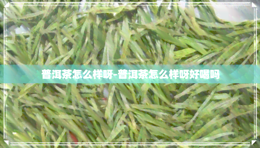 普洱茶怎么样呀-普洱茶怎么样呀好喝吗