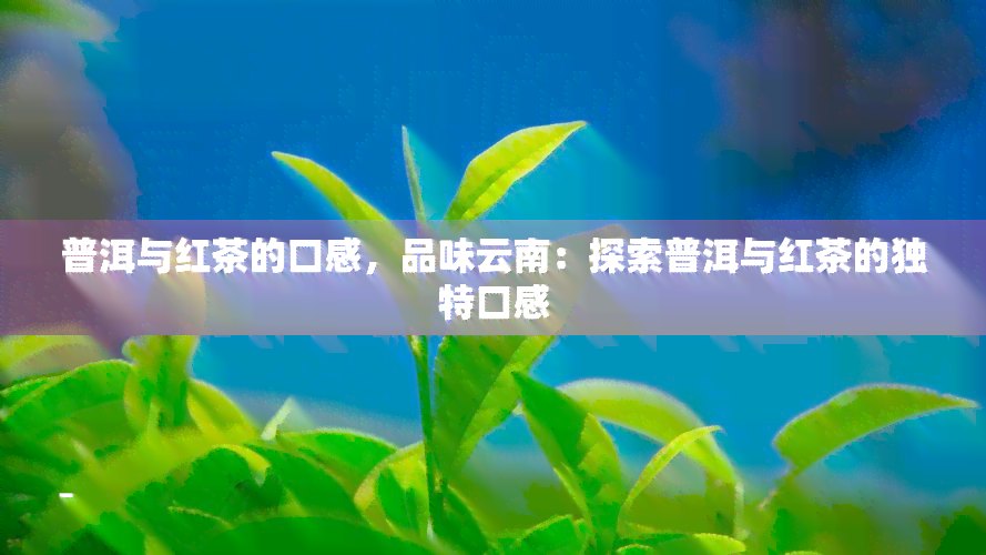 普洱与红茶的口感，品味云南：探索普洱与红茶的独特口感