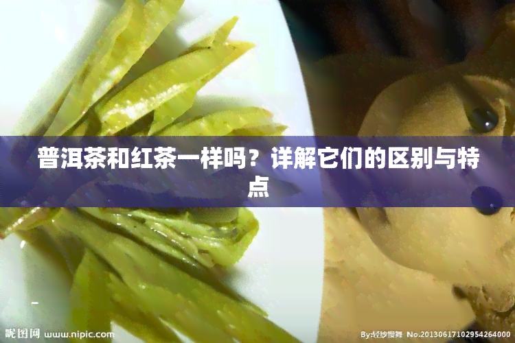 普洱茶和红茶一样吗？详解它们的区别与特点